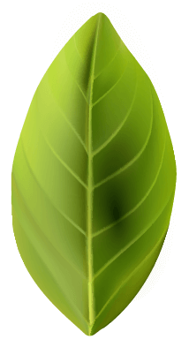 leaf image